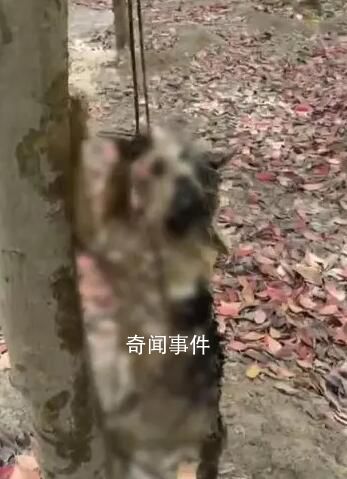 警方通報網(wǎng)紅偷貓后在小樹林虐殺 已對涉事人治安拘留