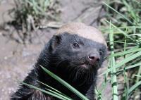 人稱平頭哥的動物是什么 平頭哥為什么誰都不怕