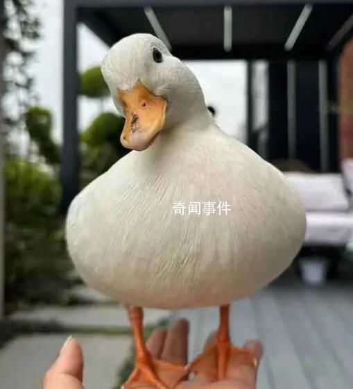 名貴寵物鴨散步被擄差點(diǎn)成老鴨煲 民警在嫌疑人晚飯前將其抓獲
