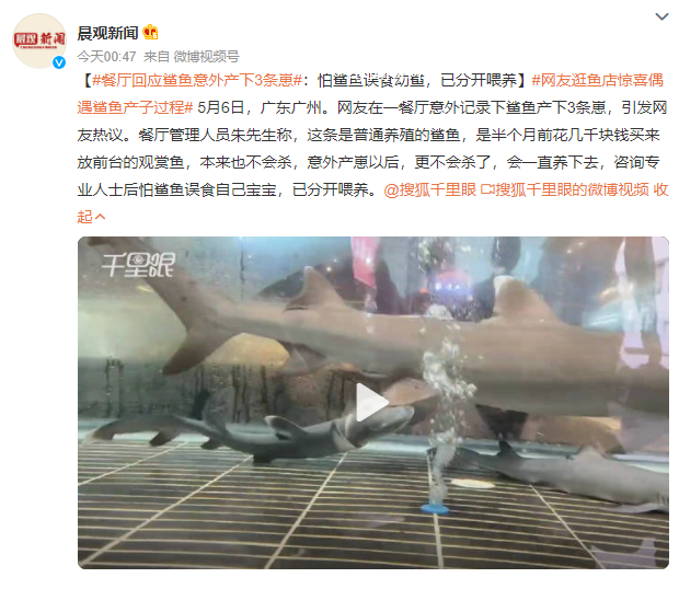 網(wǎng)友逛魚店驚喜偶遇鯊魚產(chǎn)子過程 產(chǎn)下3條崽用了2個(gè)小時(shí)