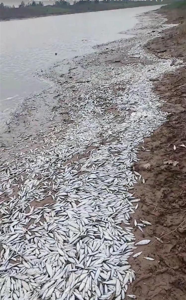河南開封一河岸邊現(xiàn)大量死魚 目前正在調(diào)查中