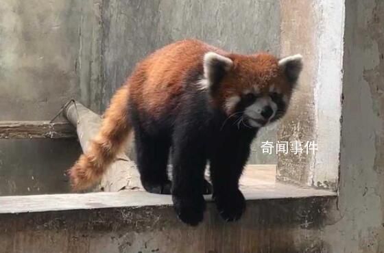 警方破獲大案解救63只小熊貓 涉案野生動物救助待規范