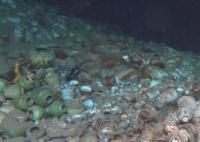 海南發(fā)現(xiàn)水下文化遺存124處 為研究我國海上絲綢之路提供了重要參考