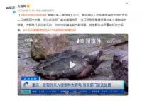 重慶發現巨型怪龜 重達50斤絕對是一個巨無霸存在