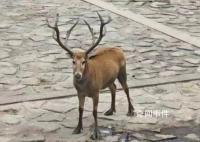 上海再現(xiàn)野生四不像 四不像是國家?guī)准?jí)保護(hù)動(dòng)物