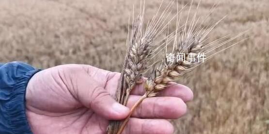 河南下?lián)?億用于小麥烘干 確保農(nóng)民收益