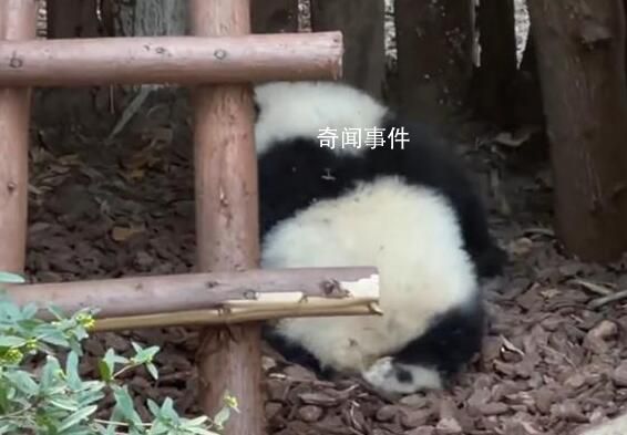 大熊貓園潤遭男子潑水 相關(guān)詞條頓時(shí)登上熱搜