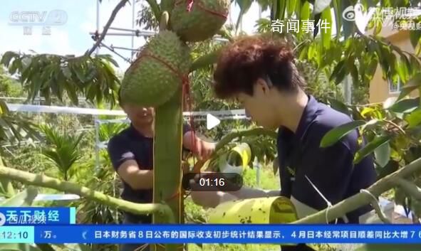 首批國產(chǎn)榴蓮預(yù)計(jì)本月上市 國產(chǎn)榴蓮要來了