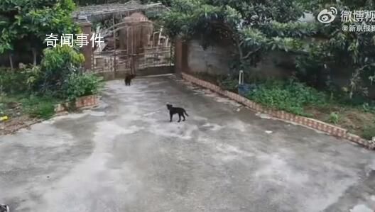 大象破門闖入居民家吃飯菜 事后也有保險(xiǎn)公司到家中查看會給予賠償