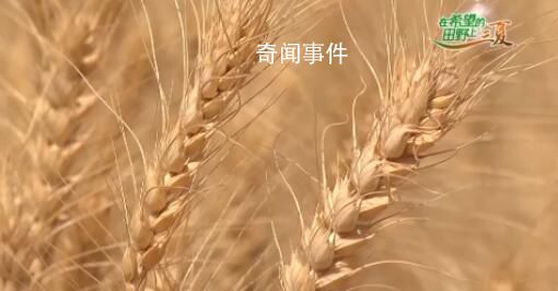 奔跑的“三夏” 他們?nèi)ψo航 夏糧收購工作全面啟動