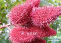 亞馬遜雨林的吃人植物有哪些 食人花真的會(huì)吃人嗎