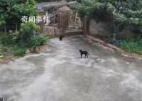 大象破門(mén)闖入居民家吃飯菜 事后也有保險(xiǎn)公司到家中查看會(huì)給予賠償