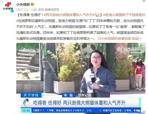 兩只旅俄大熊貓?bào)w重和人氣齊升 吃得香住得好