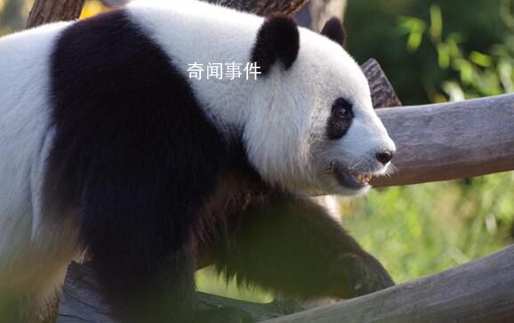 丫丫最新干飯視頻 相當愜意