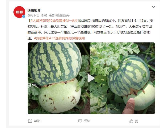 男子突發(fā)奇想將甜瓜和西瓜嫁接 好想知道這瓜是什么味道