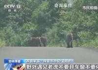 居民駕車偶遇東北虎一家散步被堵 這樣的經(jīng)歷你想不想體驗一次