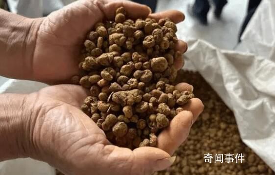 浙江一藥農賣元胡10分鐘賺52萬元 業(yè)內稱40年未遇