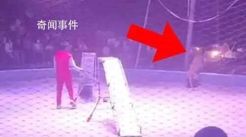 馬戲團(tuán)獅子表演時(shí)欲出逃 觀眾被嚇跑