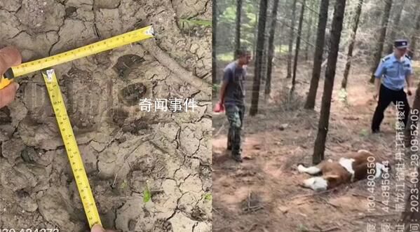 牛犢被咬死現場留巨大爪痕 專家表示可能也是野生東北虎