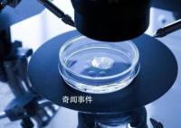 科學家成功培養首個人類胚胎模型 流水線造人或成真