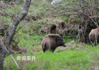野豬正式調出“三有”名錄 人豬大戰頻頻上演