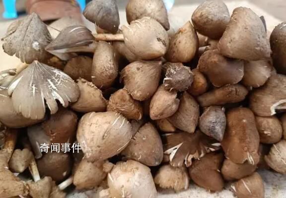 雞樅菌十年漲價逾十倍 賣到兩三百元一斤