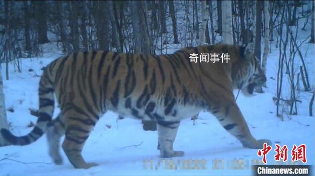 東北虎“完達(dá)山一號(hào)”再次出現(xiàn)了 悠然地從鏡頭前走過(guò)