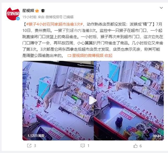 猴子4小時(shí)去超市連偷3次 動(dòng)作熟練店員都沒發(fā)現(xiàn)
