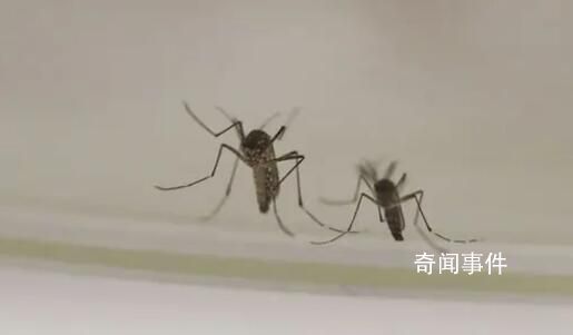 今夏蚊子都熱死了?北京疾控回應(yīng)
