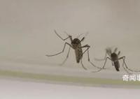 今夏蚊子都熱死了?北京疾控回應