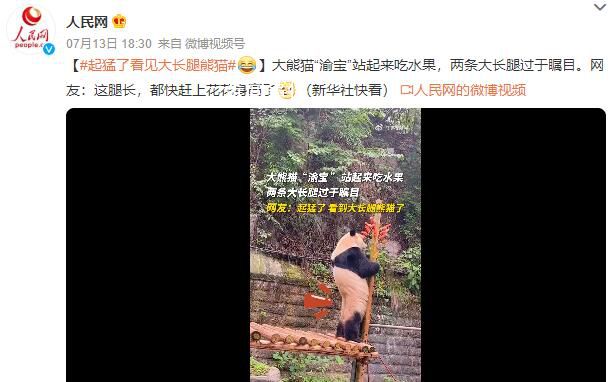 熊貓渝寶站起來吃水果 大長(zhǎng)腿矚目