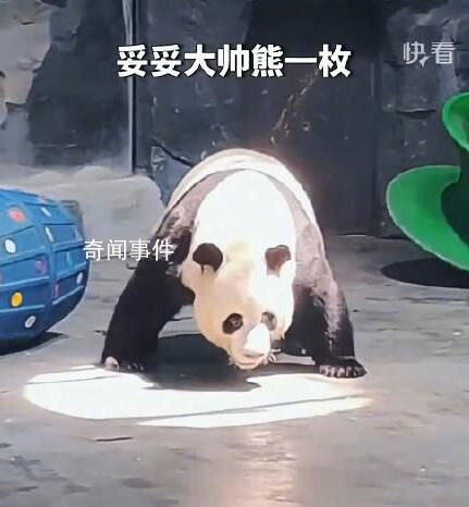大熊貓急轉剎車帥氣亮相 甚至還知道站在聚光燈下