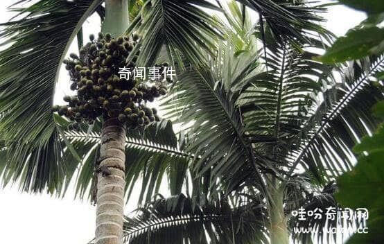 中國(guó)神話中的十大神樹(shù) 十大神樹(shù)木名稱及圖片大全