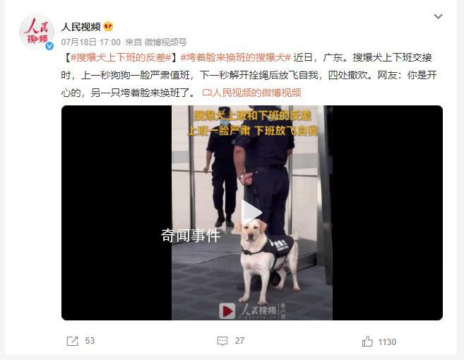 搜爆犬上下班反差 網友：你是開心的另一只垮著臉來換班了