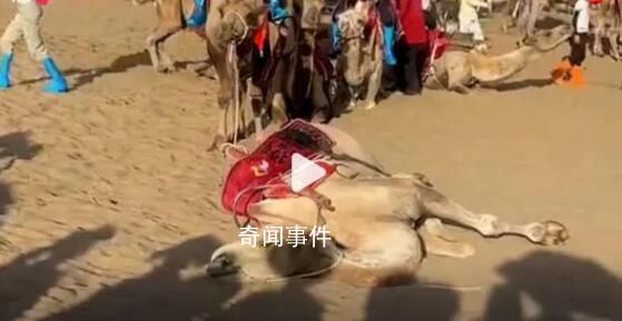 敦煌景區(qū)否認(rèn)供游客騎乘的駱駝死亡 目前景區(qū)對駱駝已施行輪班制馱運(yùn)游客