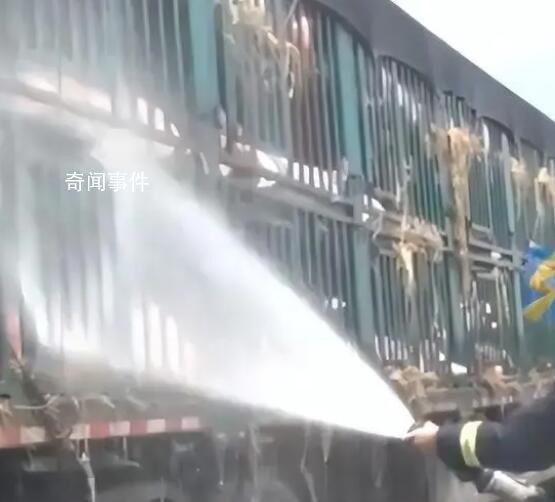 白豬中暑變粉豬119及時(shí)解救 成功保住了這群價(jià)值七八十萬(wàn)元的豬