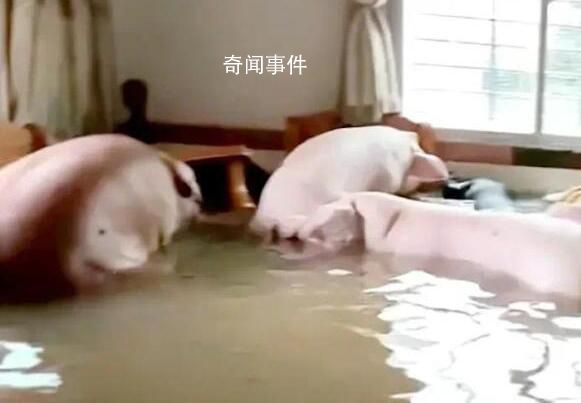住戶一樓被水淹 竟還沖來(lái)8只肥豬