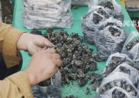 只有云南人才會給菌子過節 第十九屆中國·云南野生食用菌交易會開幕