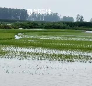 暴雨洪水侵襲黑龍江吉林農業帶 五常：部分村屯積水嚴重