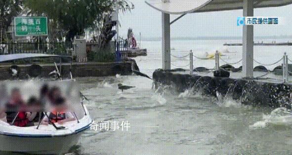 昆明滇池大面積魚(yú)群跳躍 相關(guān)視頻引發(fā)關(guān)注