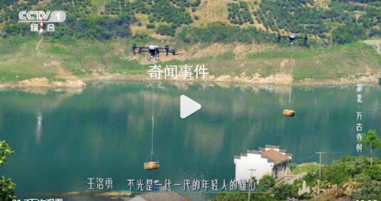 湖北一村莊無人機(jī)運(yùn)橙子好壯觀 感受科技助農(nóng)的魅力