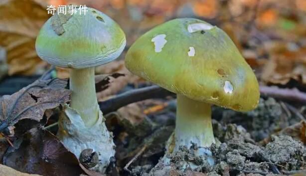 女子請分居丈夫家人吃飯3死1傷 引發(fā)了網(wǎng)友的熱議和調(diào)侃