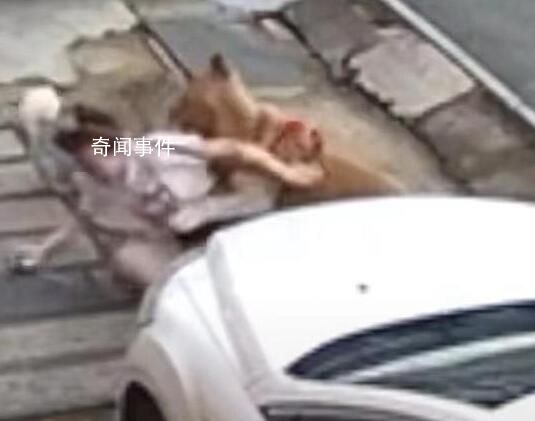 金毛撲倒女子事件雙方已和解 事情已經(jīng)協(xié)商解決