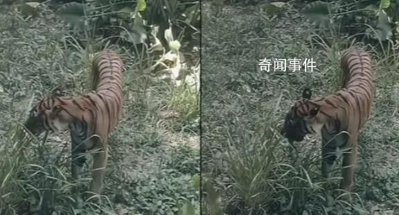 廣州動(dòng)物園老虎餓得吃草?園方回應(yīng)