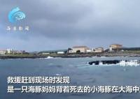 韓國濟州島海域現(xiàn)死亡海豚幼崽 海豚媽媽用背鰭將其托起