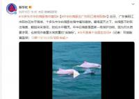 中華白海豚在廣東陽江海域現(xiàn)身 是國家一級保護動物