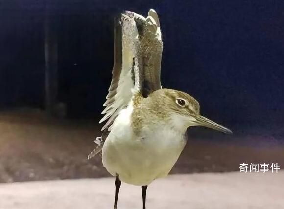 大興安嶺夜空現(xiàn)成群“夜光鳥” 磯鷸是保護動物嗎