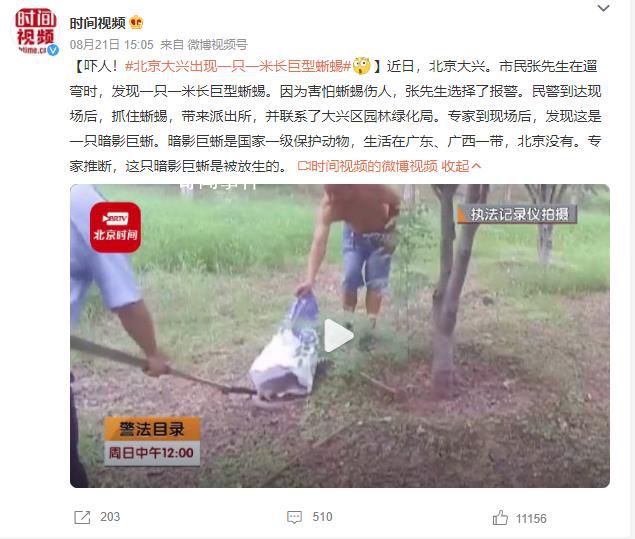 北京大興出現(xiàn)一只一米長巨型蜥蜴 這只暗影巨蜥是被放生的