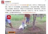 北京大興出現一只一米長巨型蜥蜴 這只暗影巨蜥是被放生的