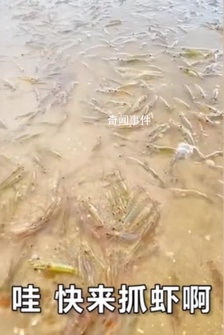 廣東一海灘突然涌現(xiàn)大量海蝦 引發(fā)了人們的疑慮與猜測(cè)